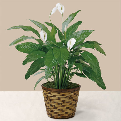 Tranquil Moments Peace Lily Plant –  Broadway Gifts And Flowers, Farmington NM