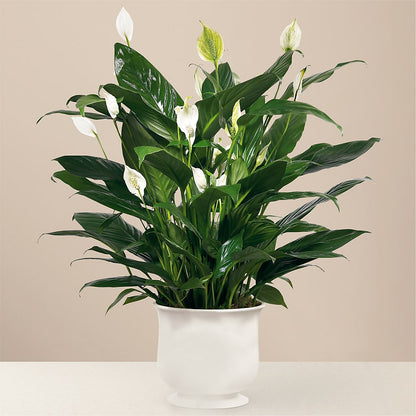 Comfort Planter –  Broadway Gifts And Flowers, Farmington NM