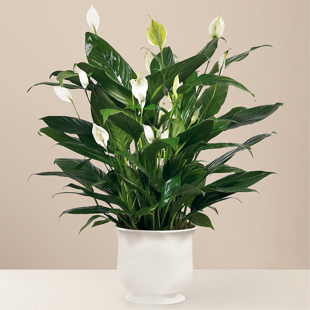 Comfort Planter –  Broadway Gifts And Flowers, Farmington NM