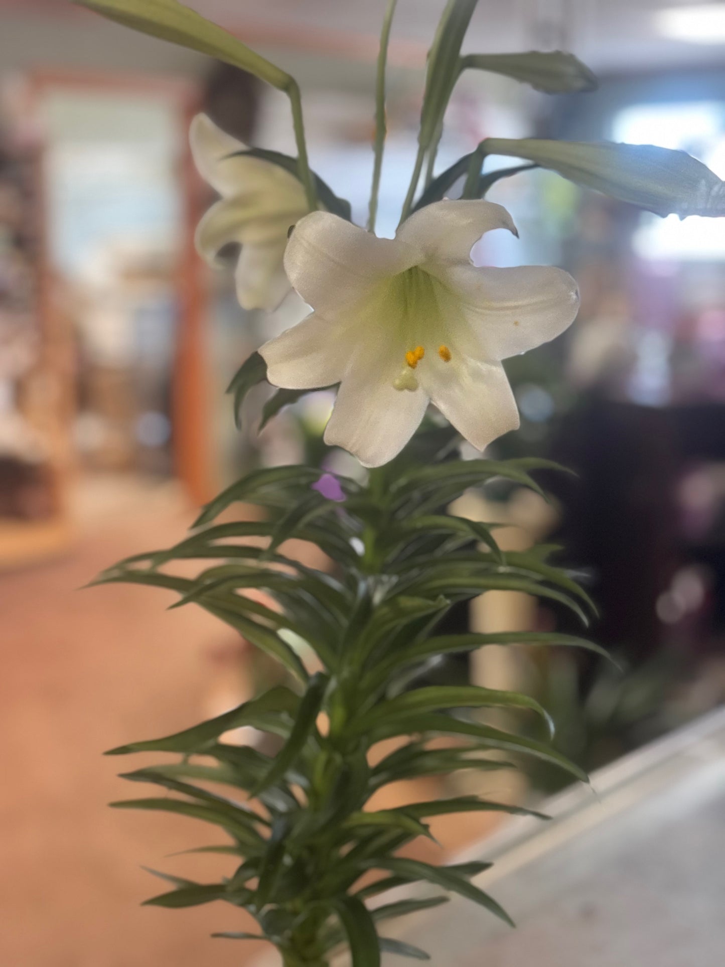 Easter Lily Plant