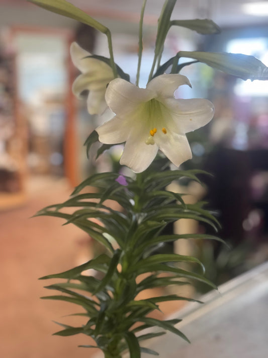 Easter Lily Plant